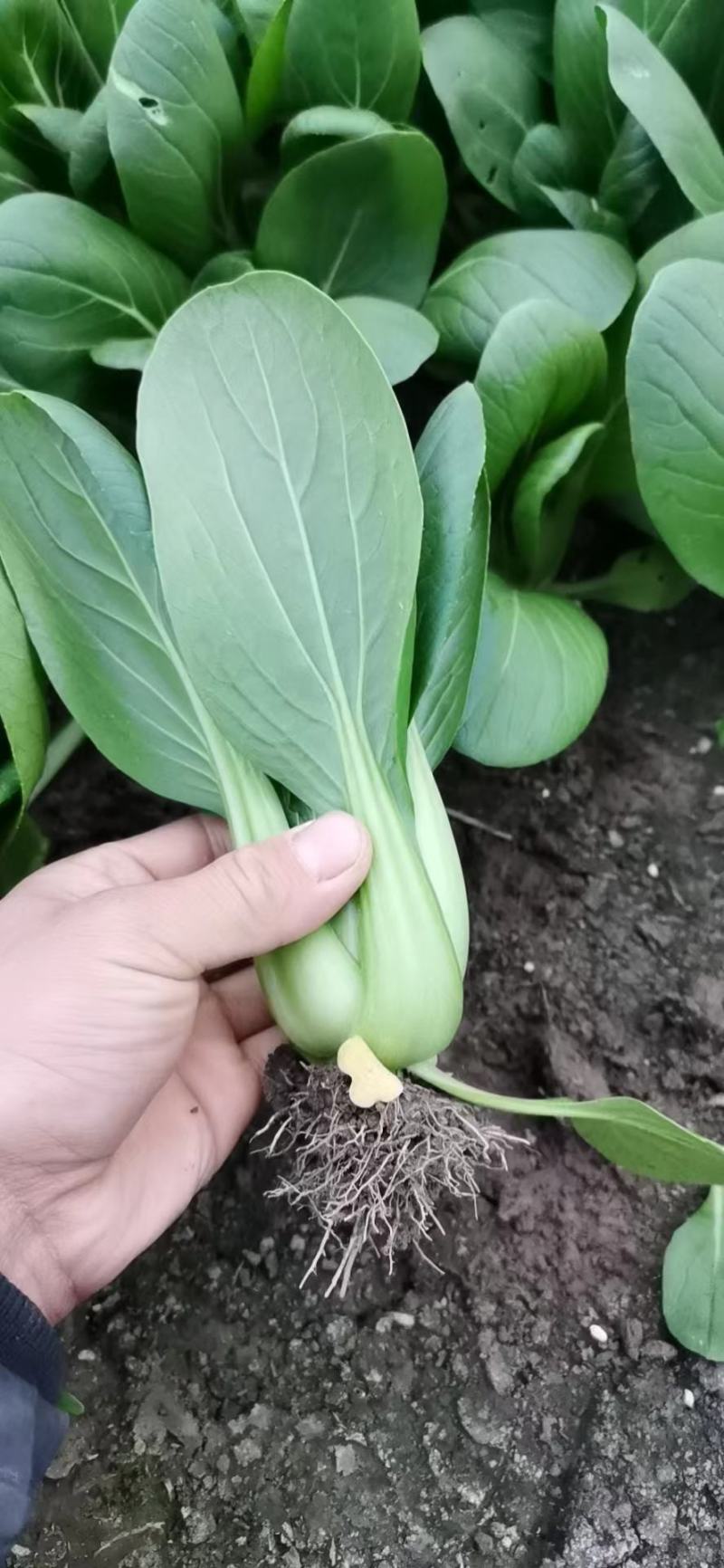 江苏南通精品青菜小油菜产地直发一手货源可视频看货