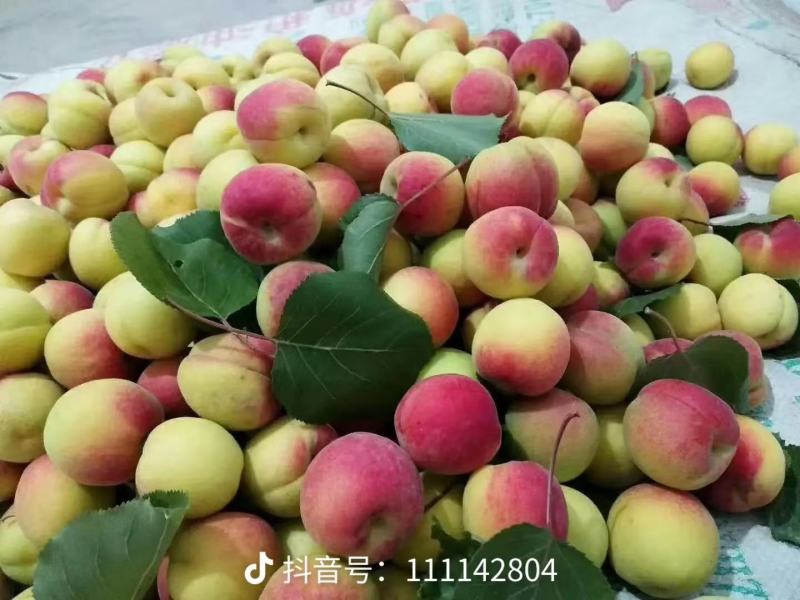 毛桃520.518