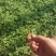 国庆菊穴盘苗，小杯苗，分别有黄色的，红色的，玫红，粉色的