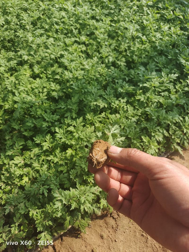 国庆菊穴盘苗，小杯苗，分别有黄色的，红色的，玫红，粉色的