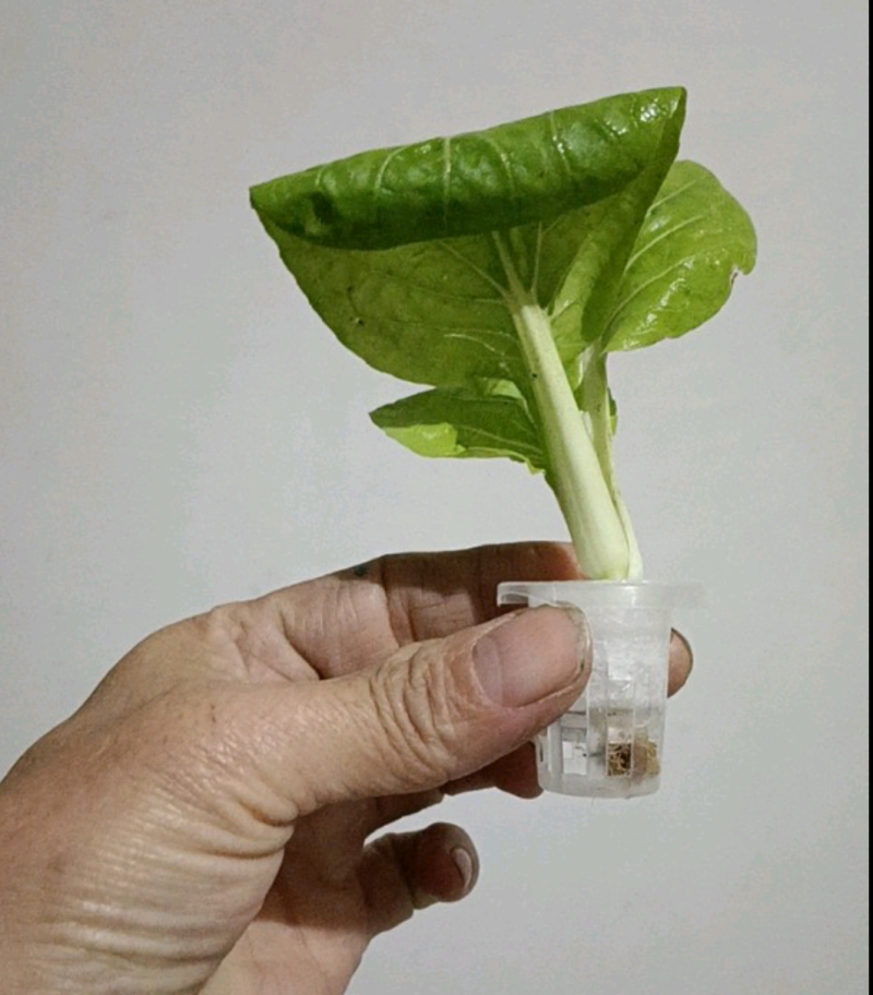 水上种植漂浮板无土栽培设备厂家承销鱼塘水面新型种菜浮板