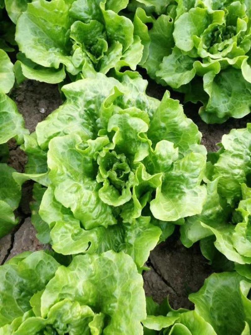 生菜南通精品叶菜量大从优欢迎订购质量保证