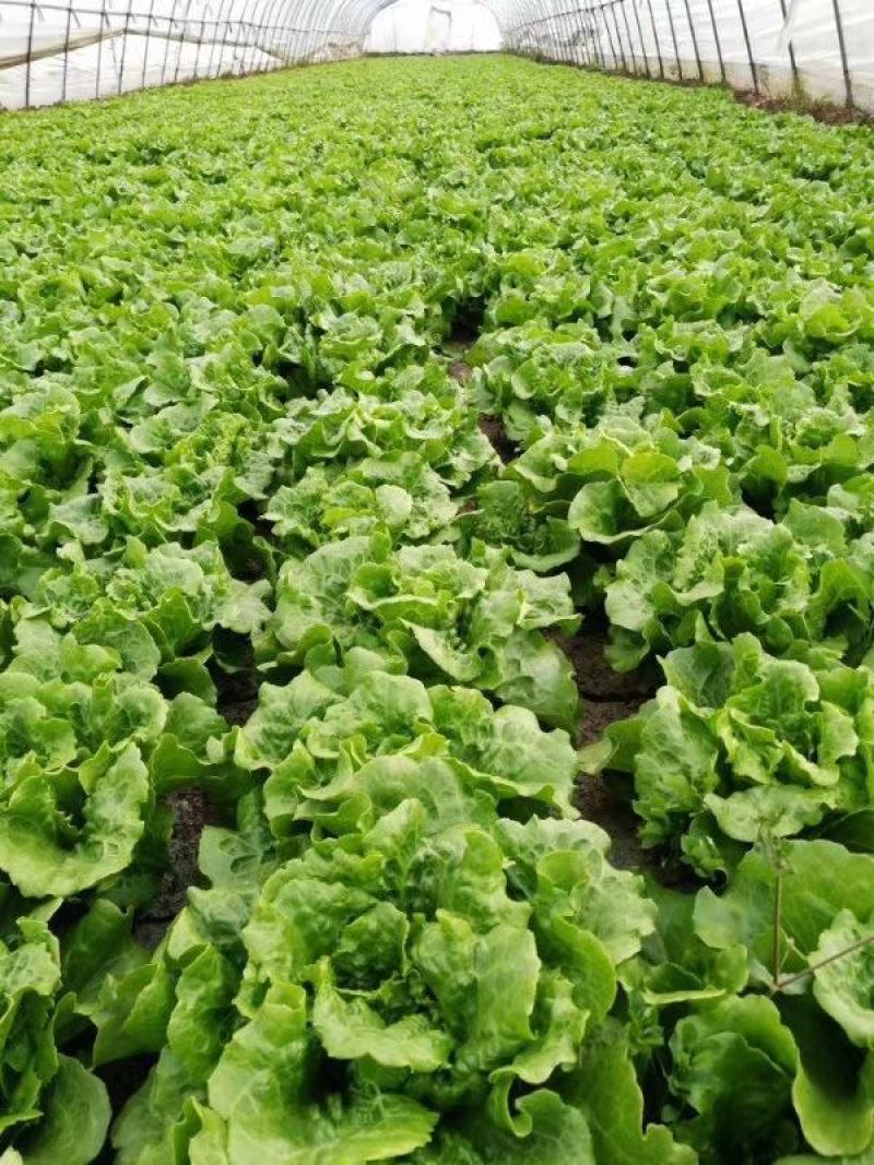 生菜南通精品叶菜量大从优欢迎订购质量保证
