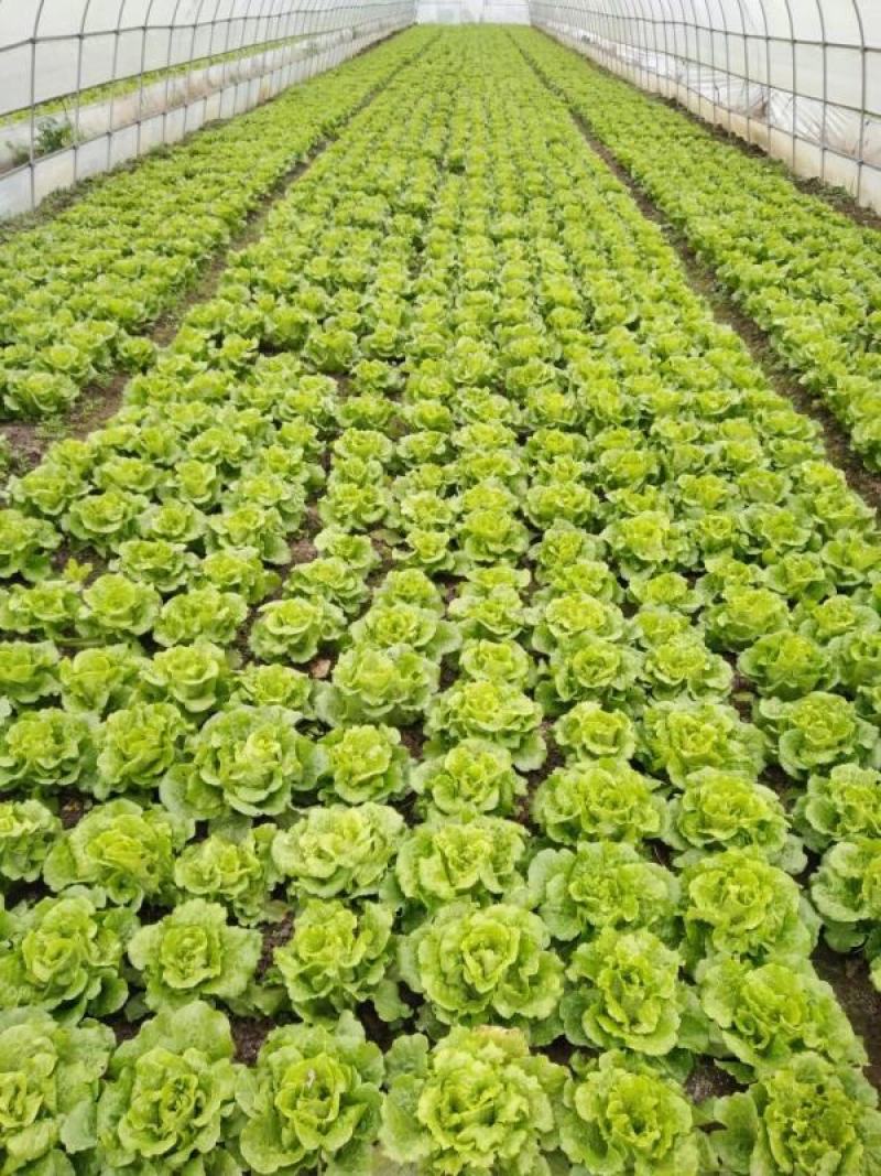 生菜南通精品叶菜量大从优欢迎订购质量保证