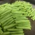 【现摘现发】新鲜豆角大量上市长豆角产地批发价格便宜