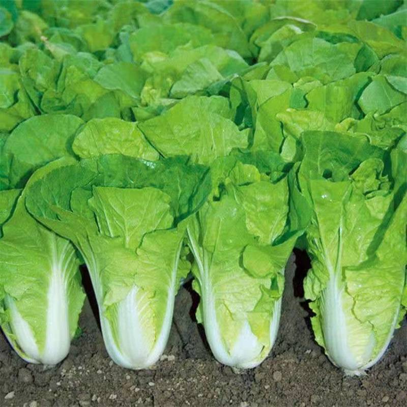 小白菜江苏大棚小白菜货源充足可对接全国商超采购需要的联系