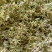 云南高原特色铁皮石斛干花，需要的联系我