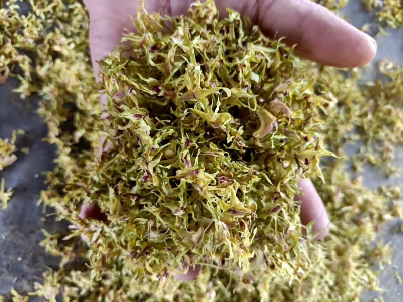 云南高原特色铁皮石斛干花，需要的联系我