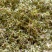 云南高原特色铁皮石斛干花，需要的联系我