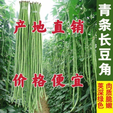 【现摘现发】新鲜豆角大量上市长豆角产地批发价格便宜