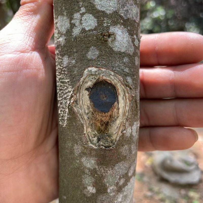 沉香树苗奇楠沉香树苗基地批发奇楠沉香：黑油霸一代精品苗