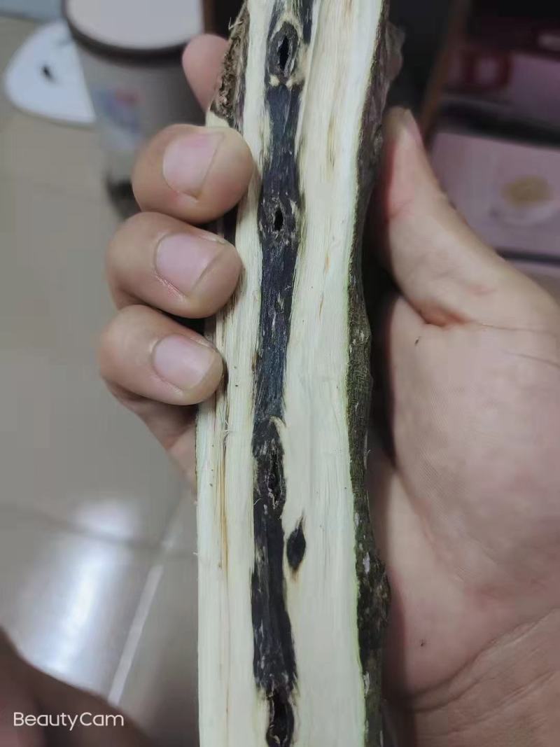 沉香树苗奇楠沉香树苗基地批发奇楠沉香：黑油霸一代精品苗
