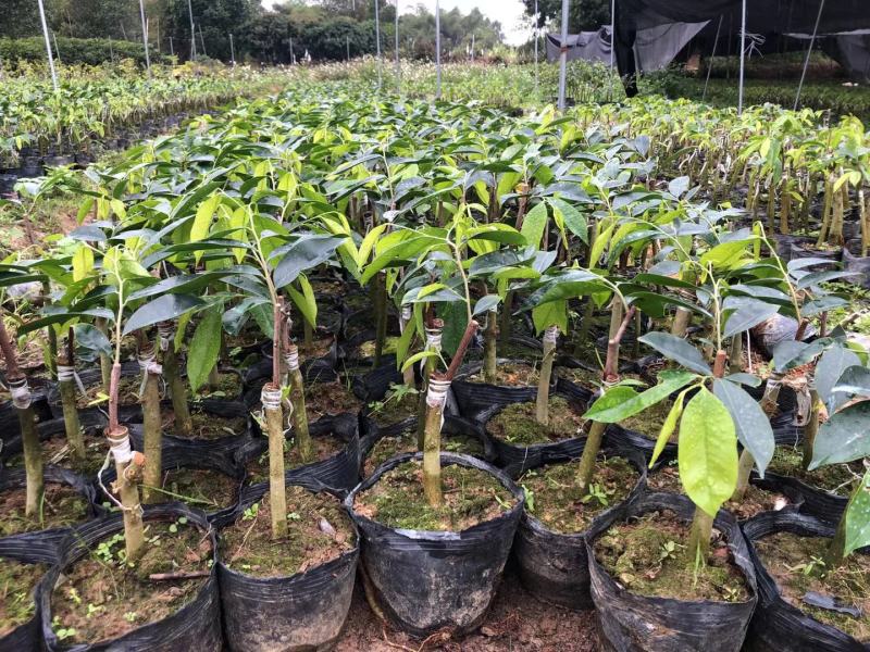沉香树苗奇楠沉香树苗基地批发奇楠沉香：黑油霸一代精品苗
