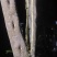 沉香树苗奇楠沉香树苗基地批发奇楠沉香：黑油霸一代精品苗