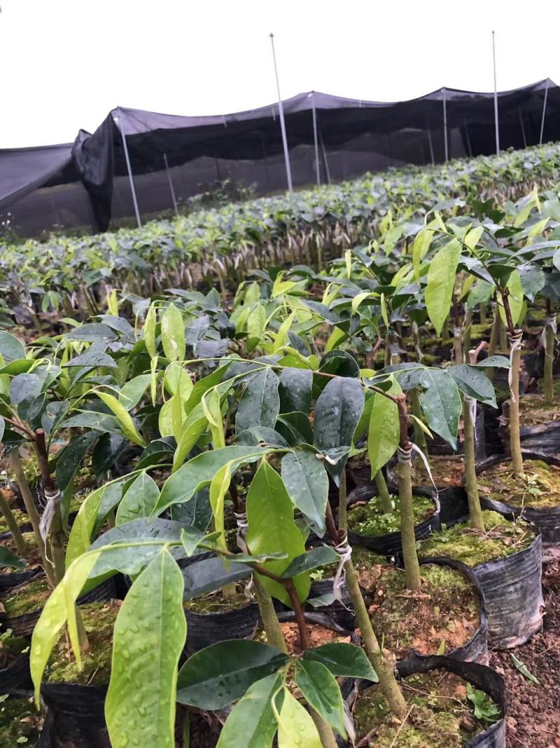 沉香树苗奇楠沉香树苗基地批发奇楠沉香：黑油霸一代精品苗