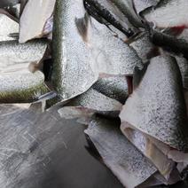 冰鲜白鲢鱼身，原料鱼，标准化生产，量大