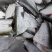 冰鲜白鲢鱼身，原料鱼，标准化生产，量大优惠