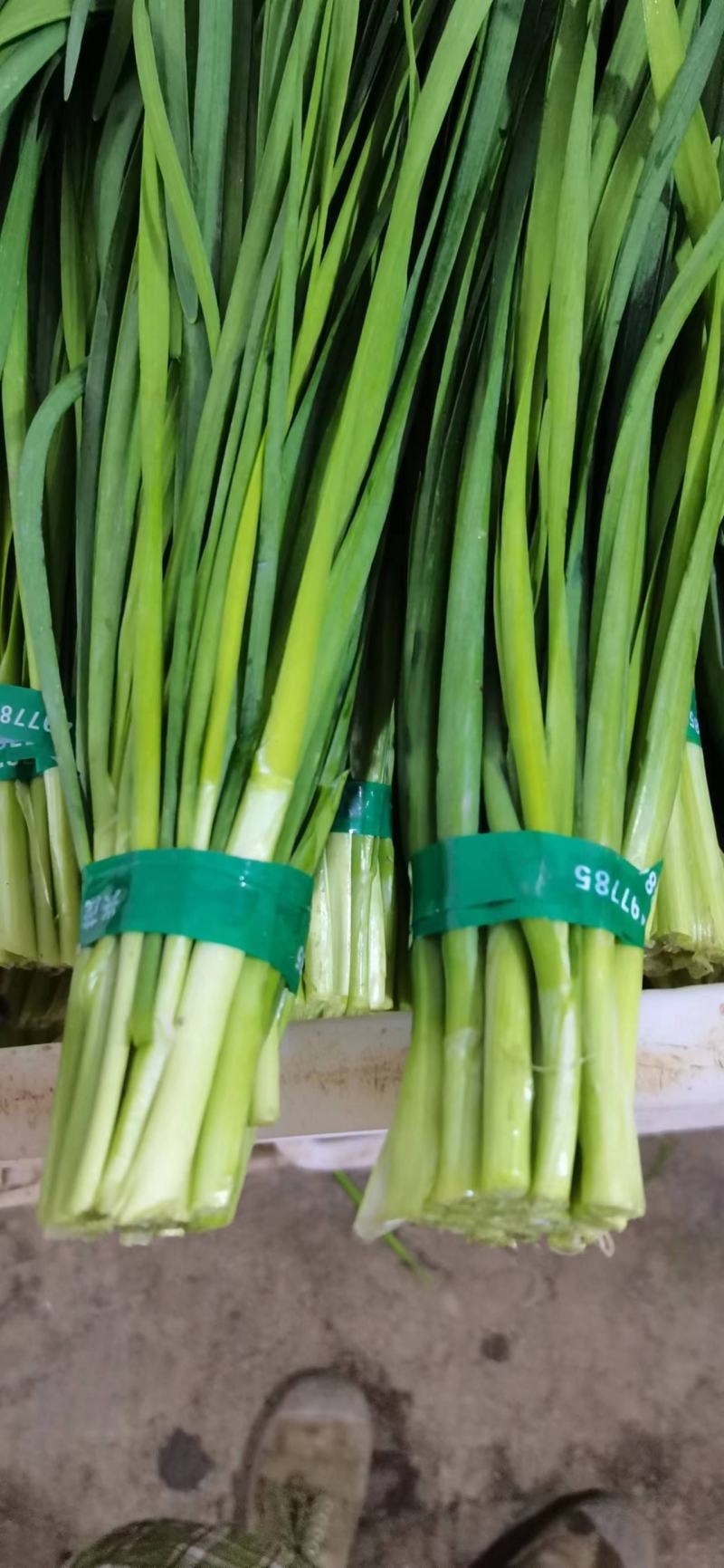 四川精品小叶韭菜百亩基地，货源充足，大量上市（以诚为本）