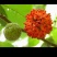构树果：叶：杆。有老板要吗？