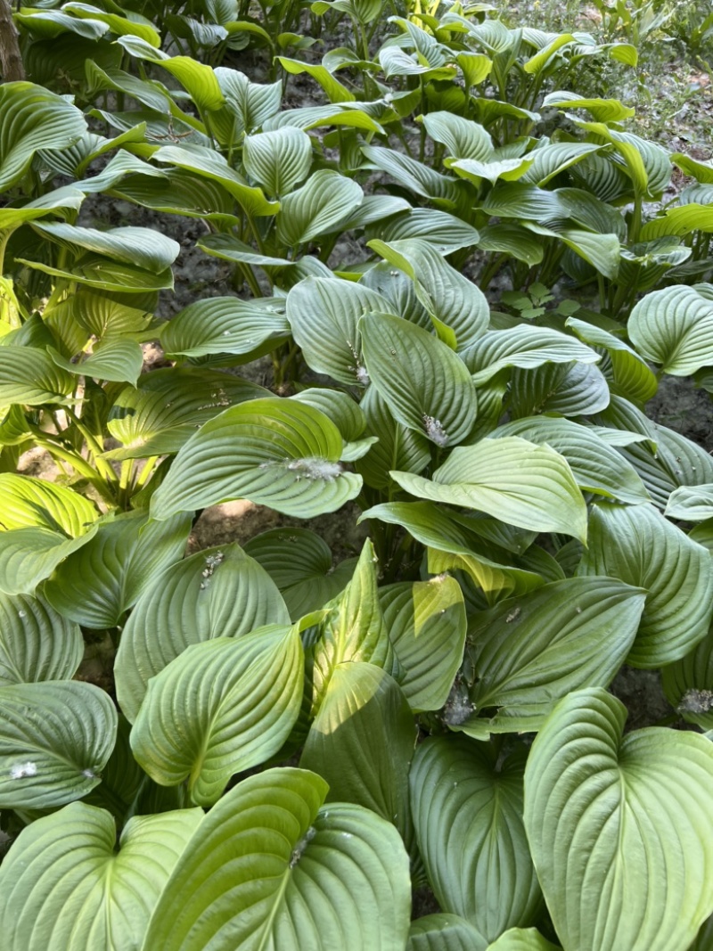 各种地被花，大花萱草，景天八宝，三七