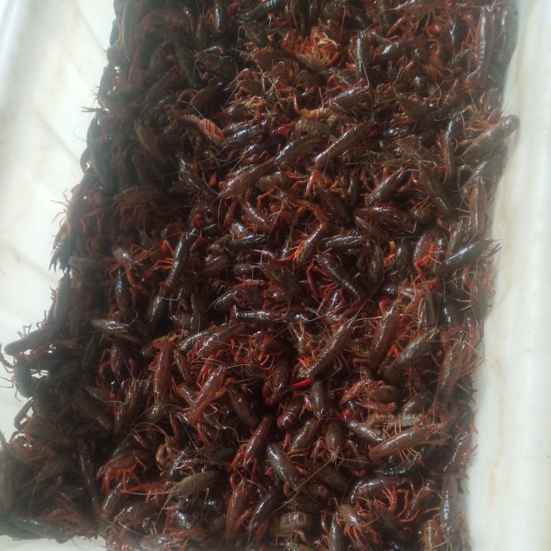 龙虾