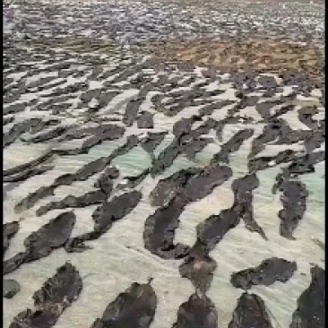 福建南日岛精品无沙干海带