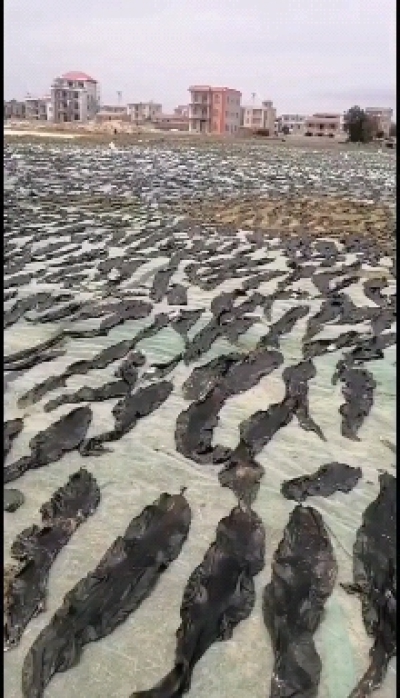 福建南日岛精品无沙干海带