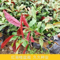 红背桂盆栽花苗四季常绿园林绿化青紫木花卉喜阳喜湿室外庭院