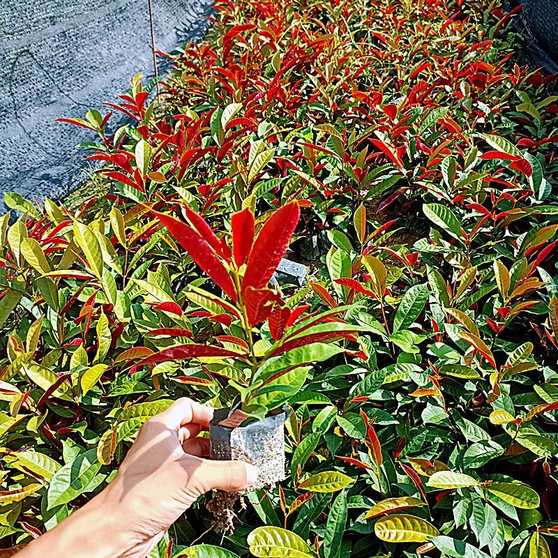 红背桂盆栽花苗四季常绿园林绿化青紫木花卉喜阳喜湿室外庭院