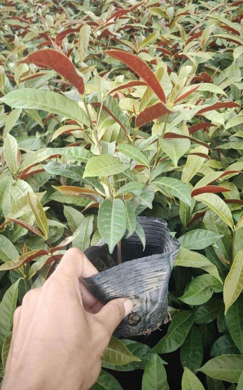红背桂盆栽花苗四季常绿园林绿化青紫木花卉喜阳喜湿室外庭院