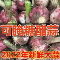 【鲜】现挖蒜头直接产地发货，品质保证，欢迎