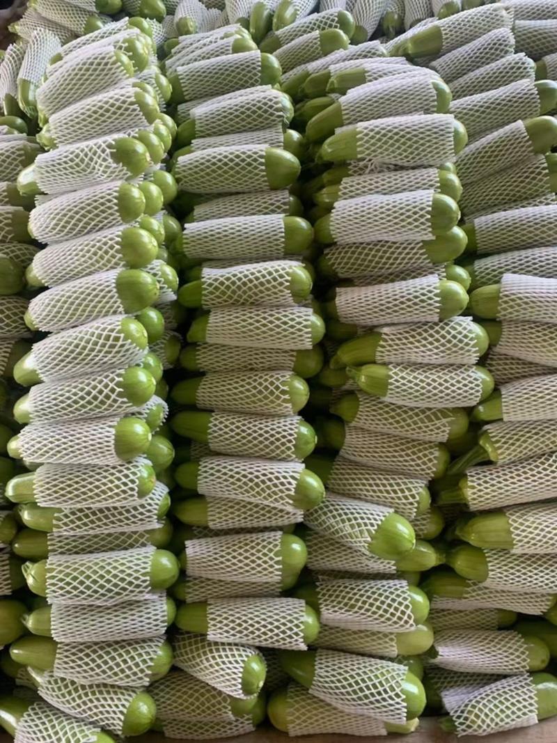 绿皮西葫芦0.6斤以上、量大价优，产地直发欢迎新老顾客选