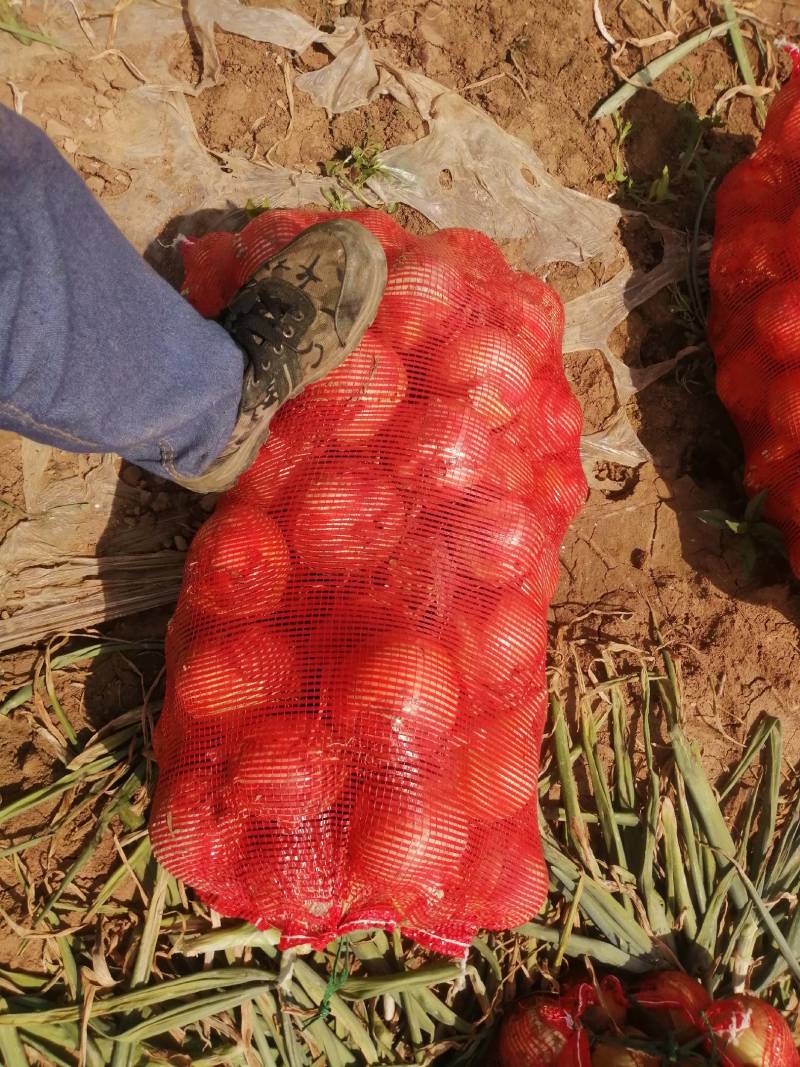 【黄洋葱】精品黄皮洋葱大量上市加工厂、电商质量好