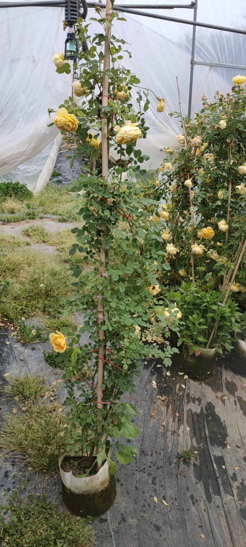 藤本月季高度50-250理厘米冠副20-30公分