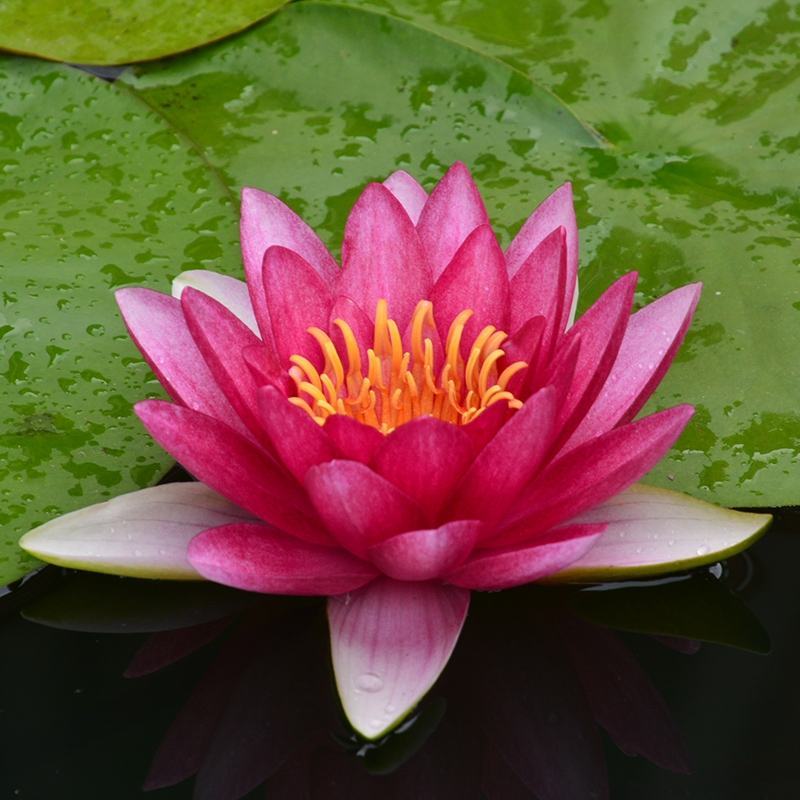 睡莲水培植物四季水养睡莲苗根块莲花荷花苗水养花卉睡莲根种
