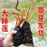 睡莲水培植物四季水养睡莲苗根块莲花荷花苗水养花卉睡莲根种