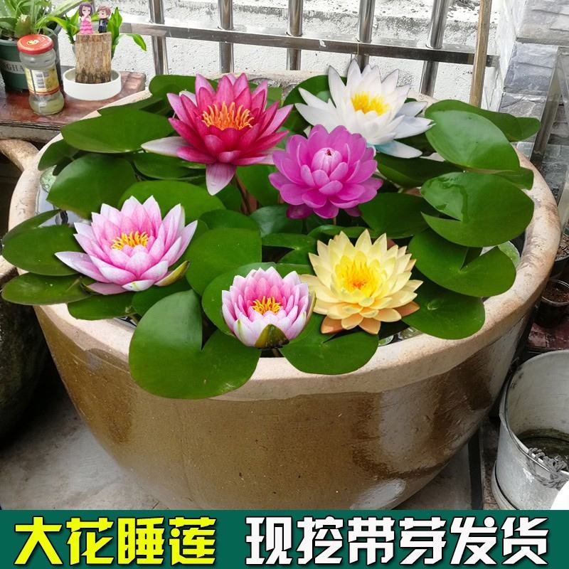 睡莲水培植物四季水养睡莲苗根块莲花荷花苗水养花卉睡莲根种