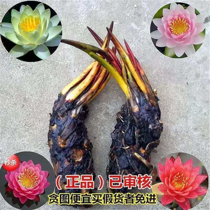 睡莲水培植物四季水养睡莲苗根块莲花荷花苗水养花卉睡莲根种