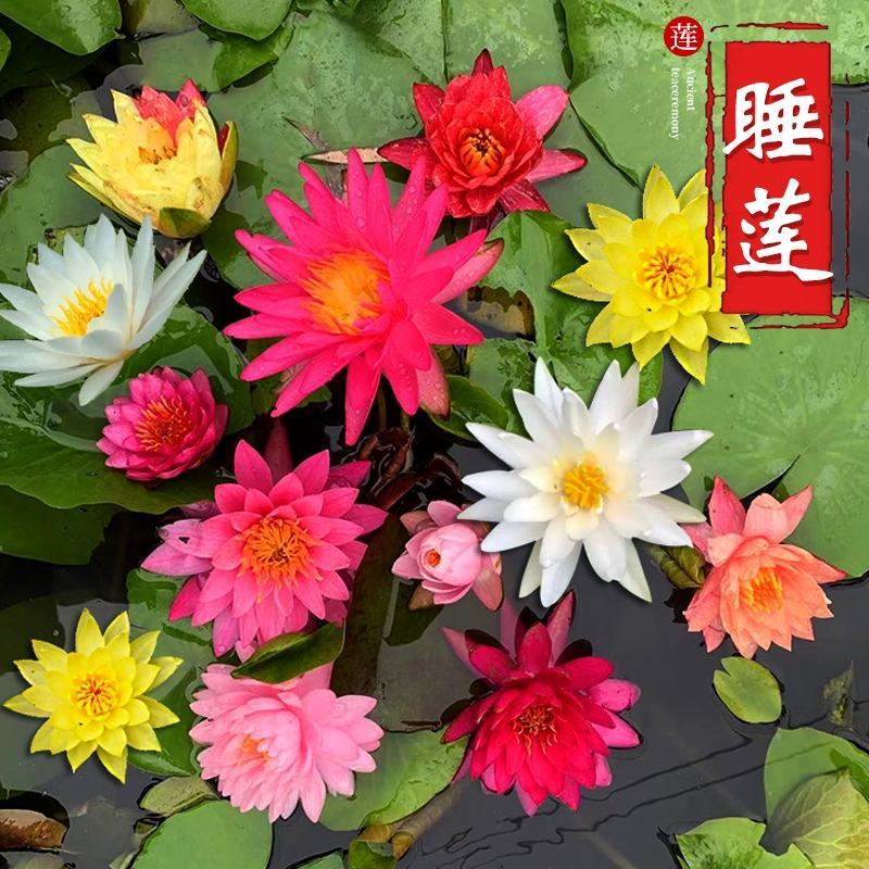 睡莲水培植物四季水养睡莲苗根块莲花荷花苗水养花卉睡莲根种
