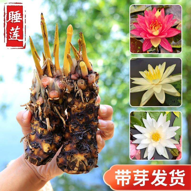 睡莲水培植物四季水养睡莲苗根块莲花荷花苗水养花卉睡莲根种