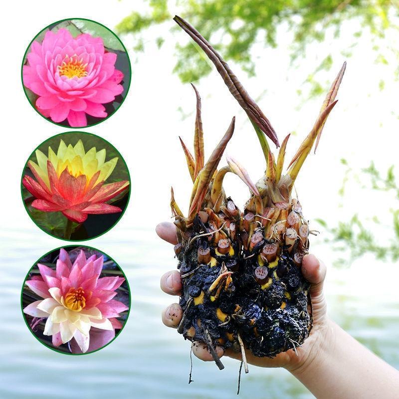 睡莲水培植物四季水养睡莲苗根块莲花荷花苗水养花卉睡莲根种