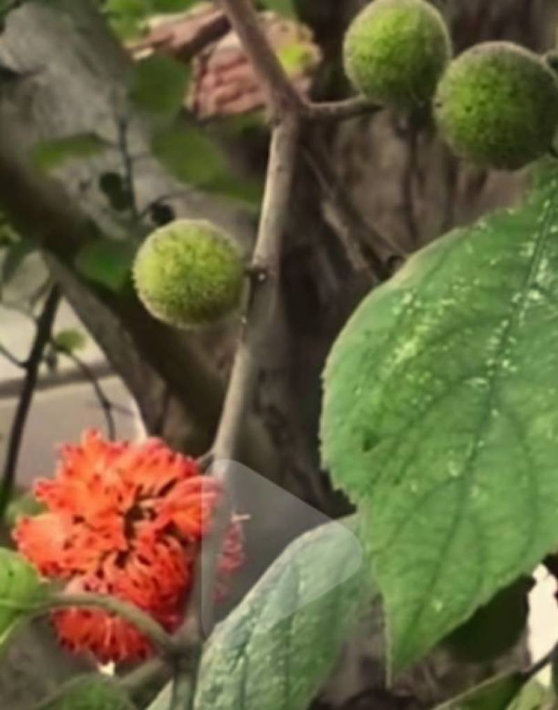 构树果：叶：杆。有老板要吗？