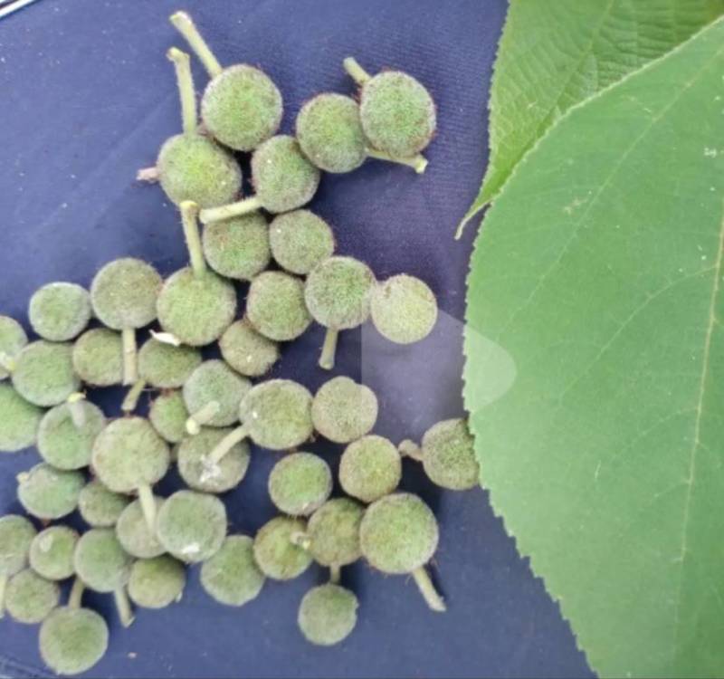 构树果：叶：杆。有老板要吗？