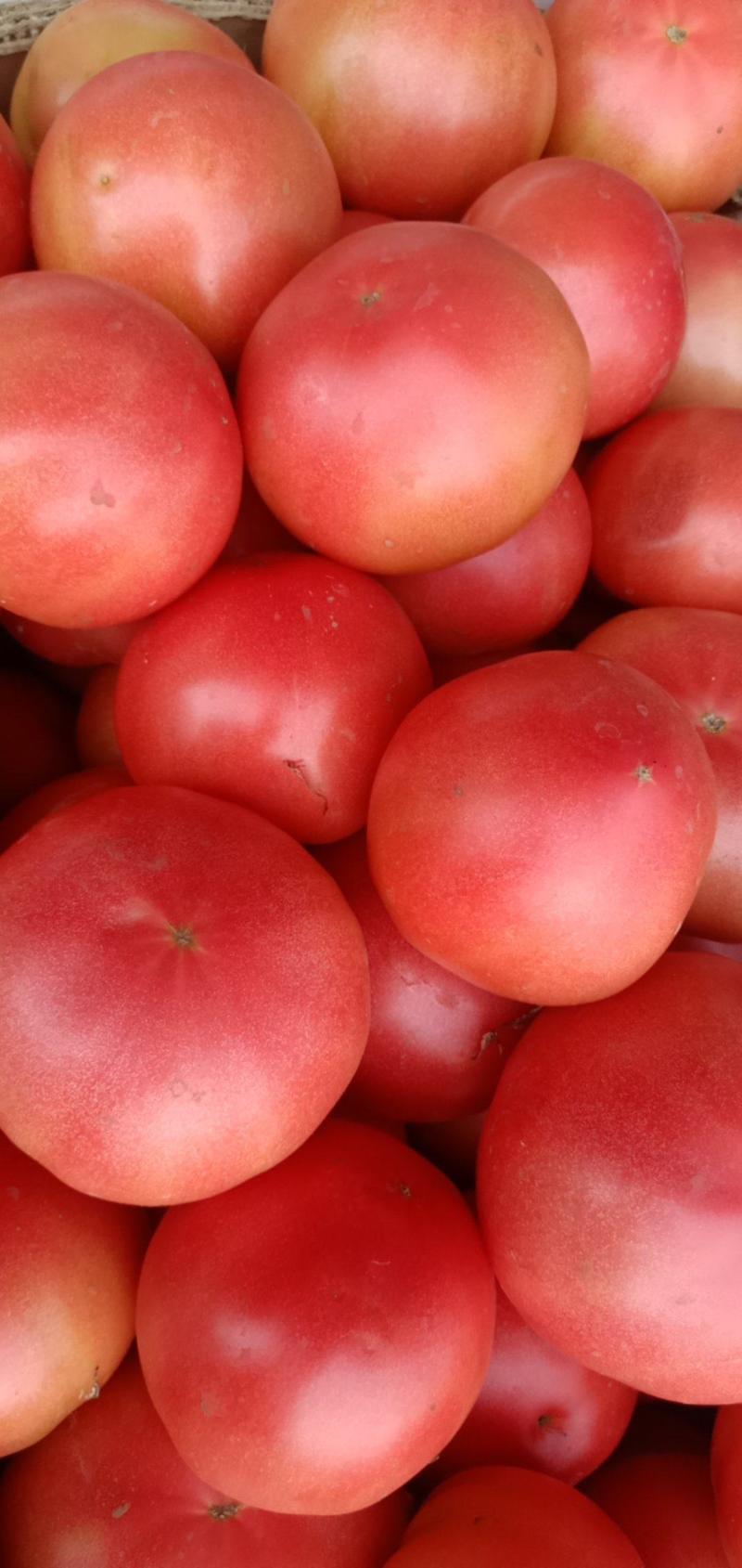 【精品西红柿】大量上市，老板们速速联系！！！！！