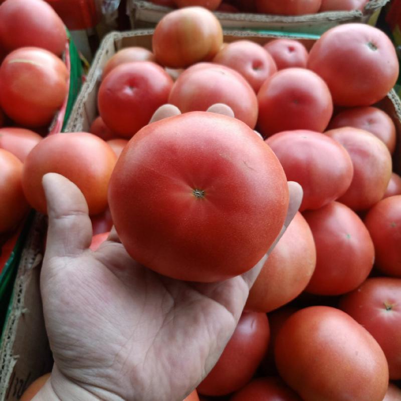 【精品推荐】西红柿大量上市有需求的速联系！！！