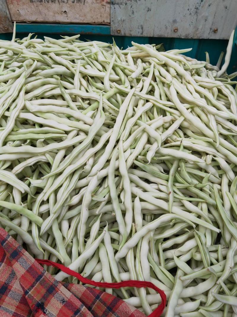 白芸豆、白不老20cm以上、九粒白芸豆大量供应，保证质量