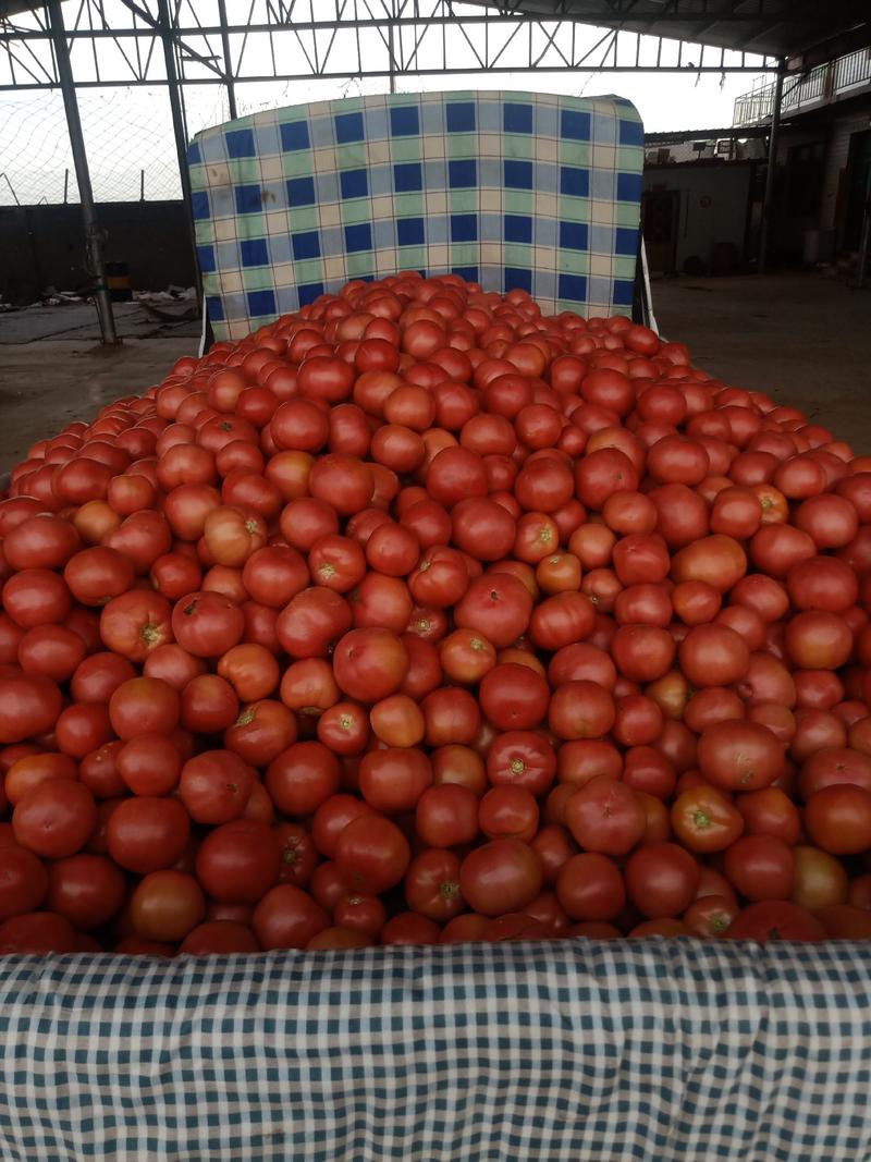 【精品推荐】西红柿大量上市有需求的速联系！！！