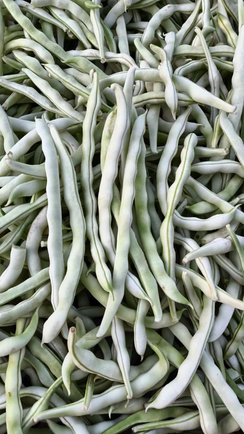 白芸豆、白不老20cm以上、九粒白芸豆大量供应，保证质量