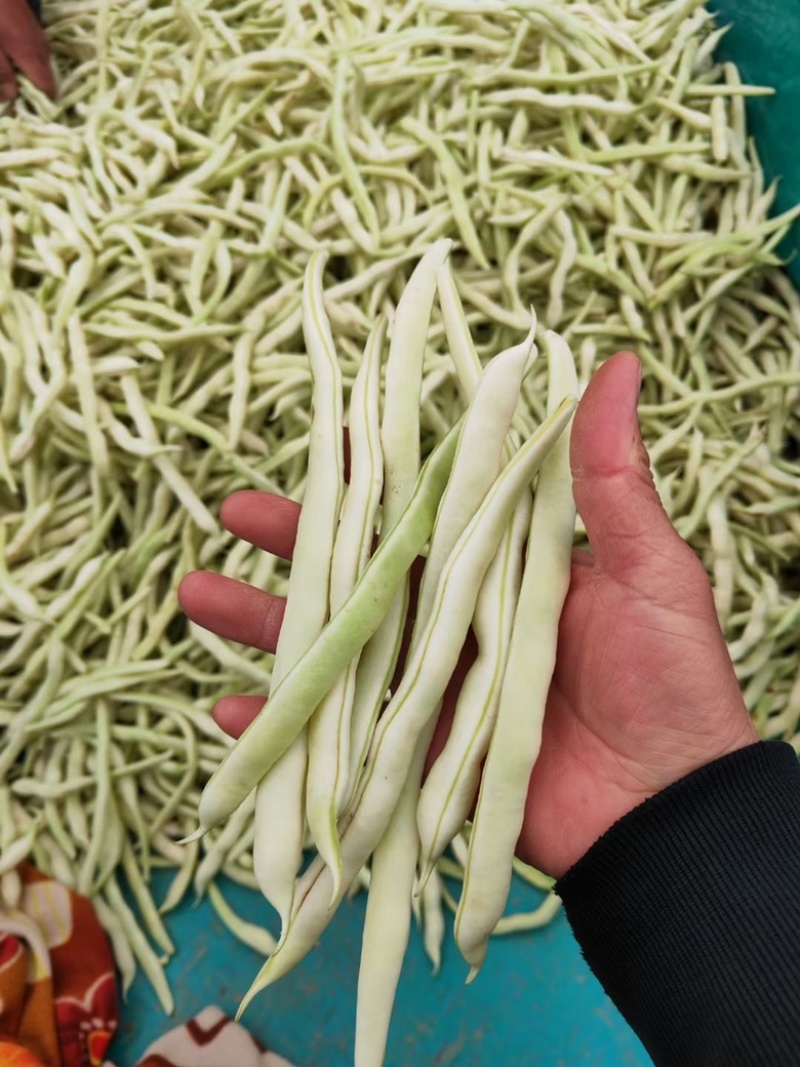 白芸豆、白不老20cm以上、九粒白芸豆大量供应，保证质量