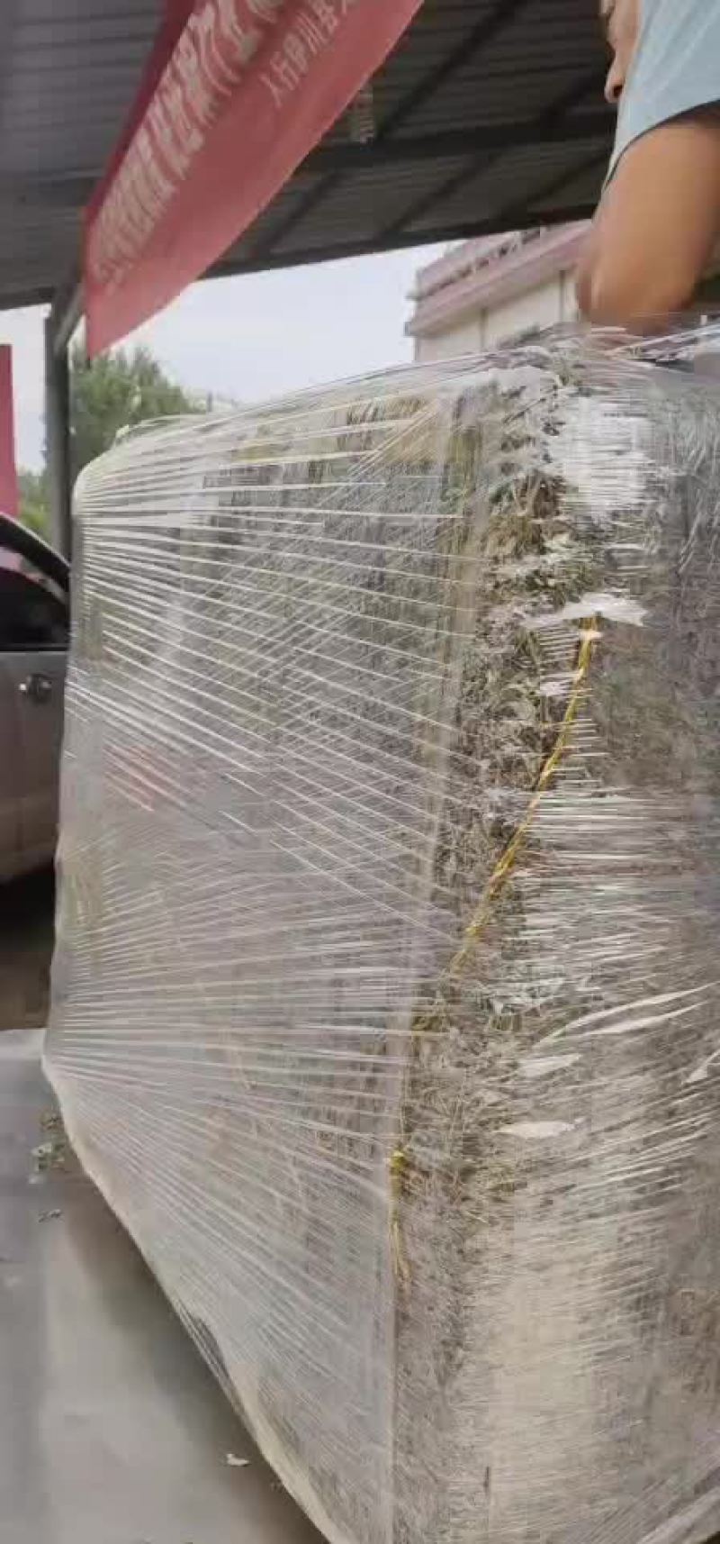 艾叶